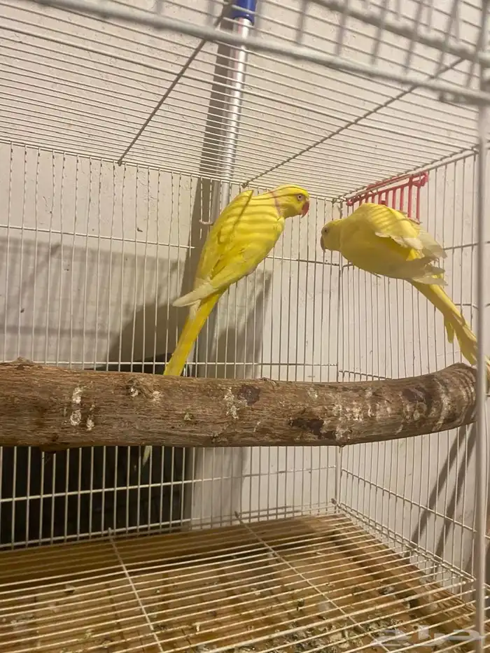 جوز دره لاتنيو بيور منتج تم البيع 4