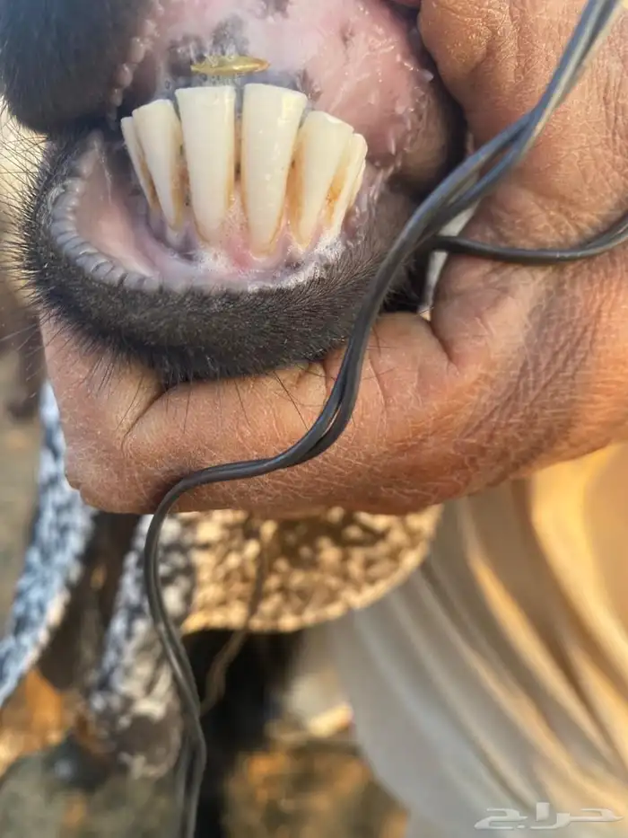 عنز عارضيه 1