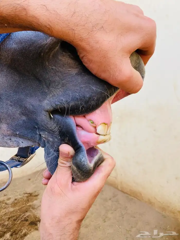 حصان عربي اصيل 5