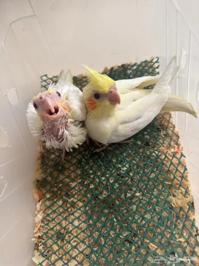 فروخ كروان لاتينو تم البيع 0