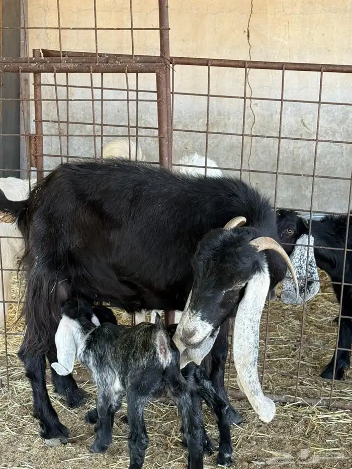 عنز عارضية صنف طيبة تم البيع 0