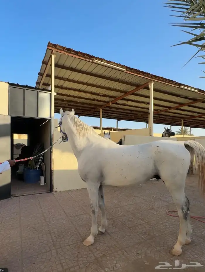 حصان عربي اصيل 2