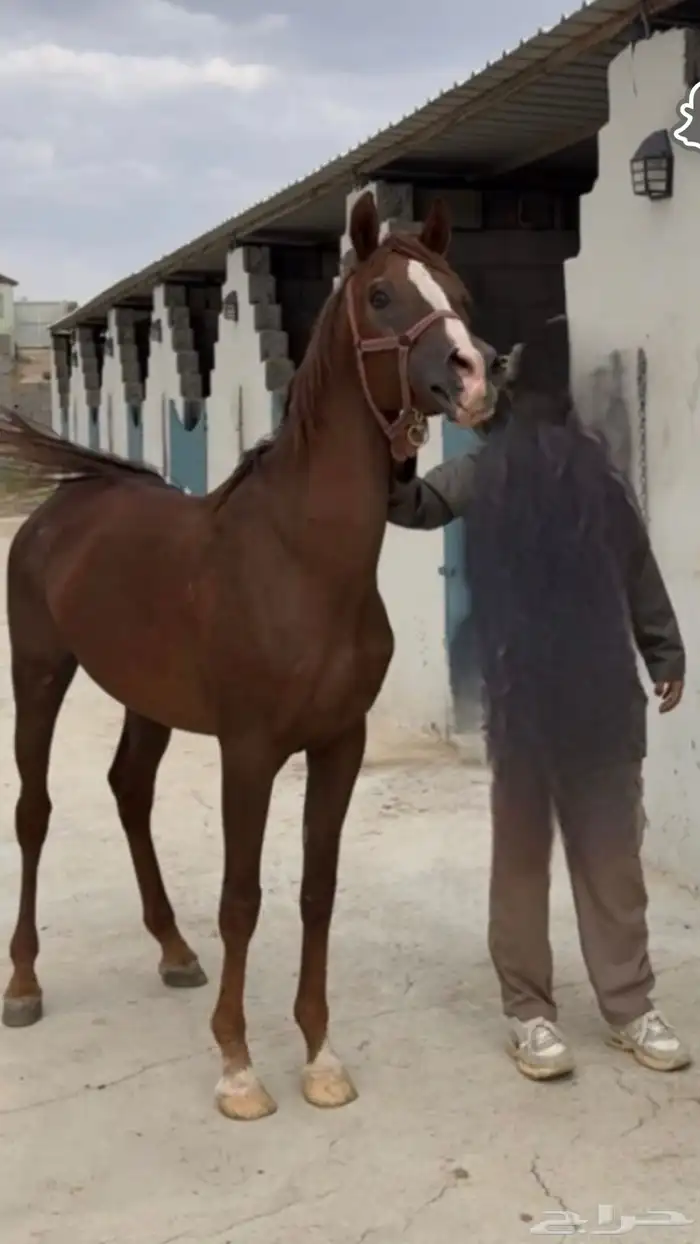 حصان شعبي كفو 0