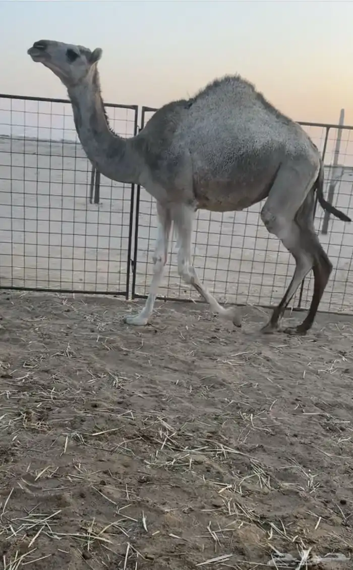 حشو قصب بكار حقايق 5