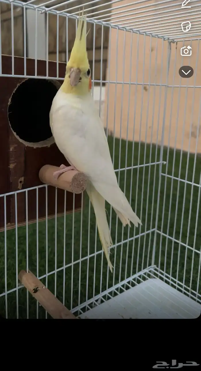 ذكر كروان جاهز للإنتاج 1