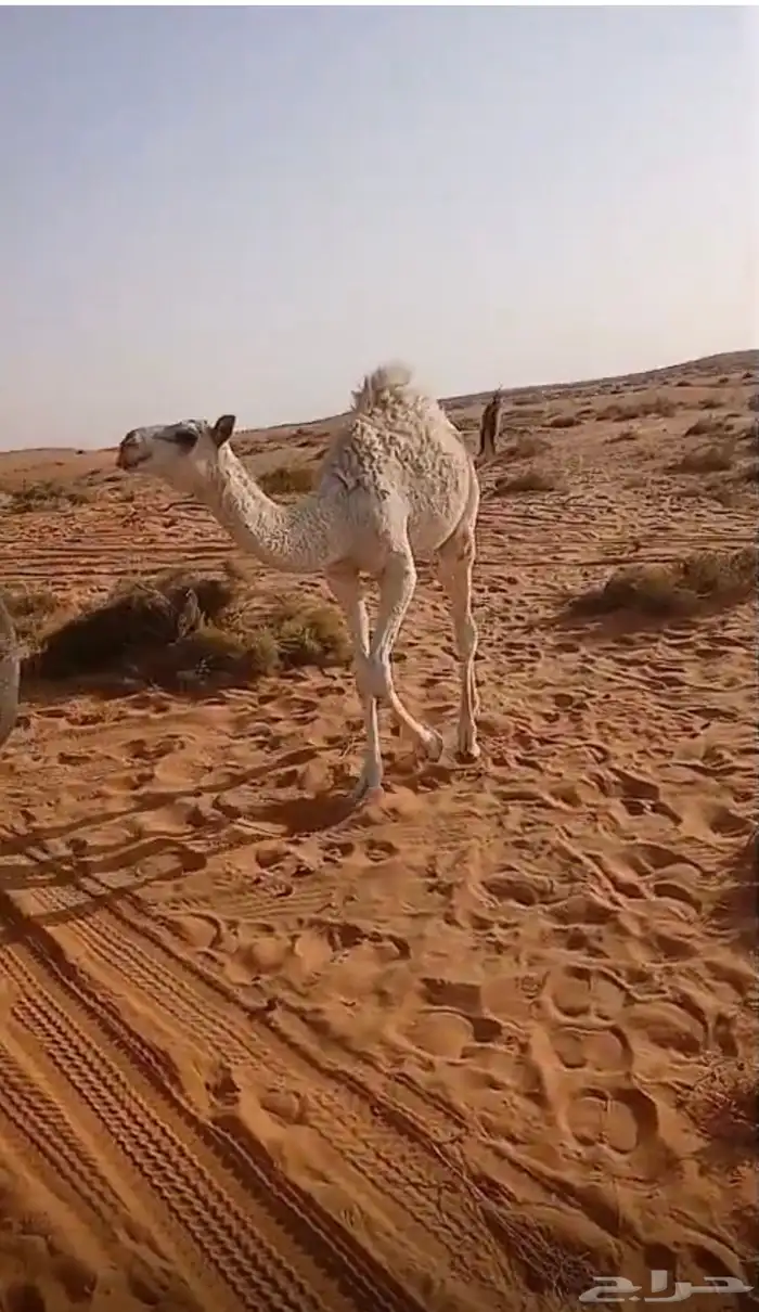 بكره للبيع 1