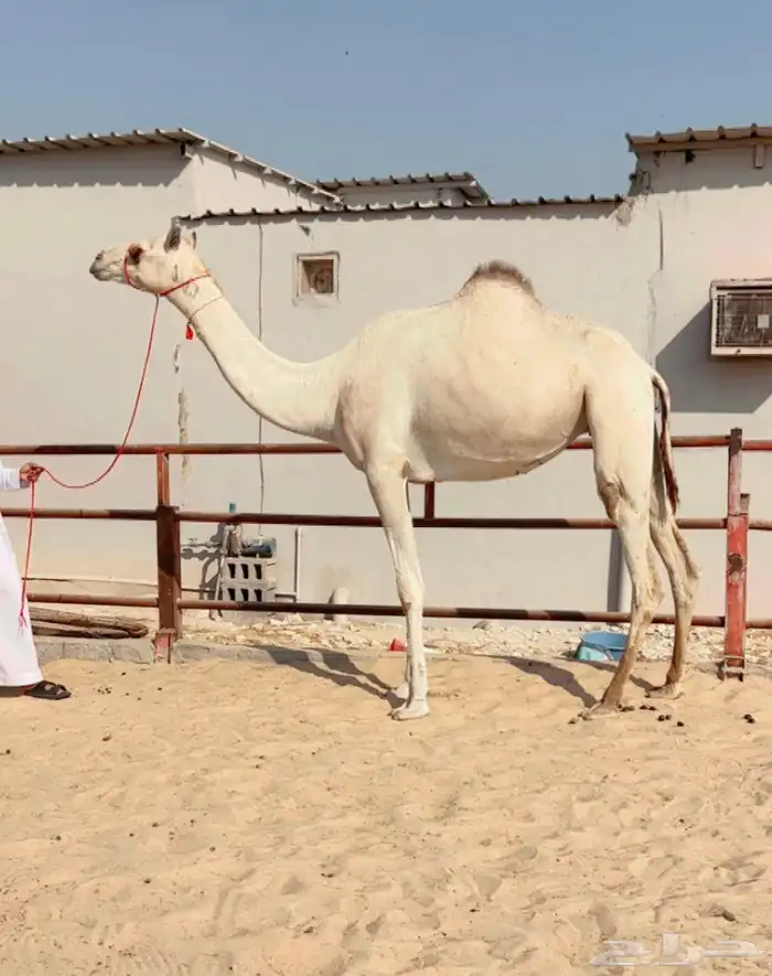 هجن للبيع لقحه طيبه بكر 0