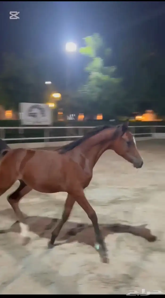 مهر خط جمال 0