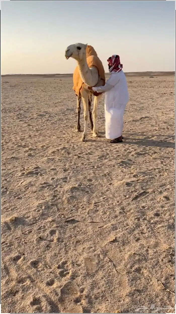 بكرة باتلية 0