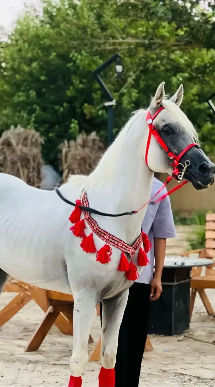 حصان شعبي شيخ 3