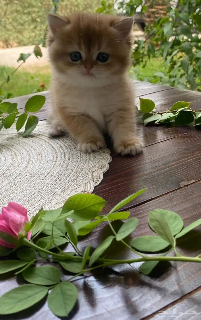 قطة برتش شهرين مسجلة British WCF 2