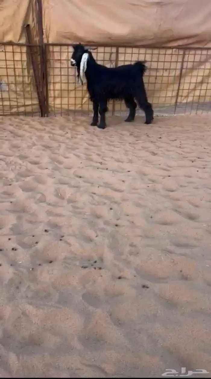 تيس عارضي جدع 0