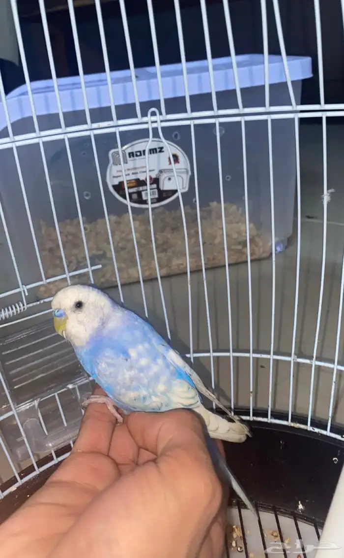 للبيع طير بادجي لون مميز 4