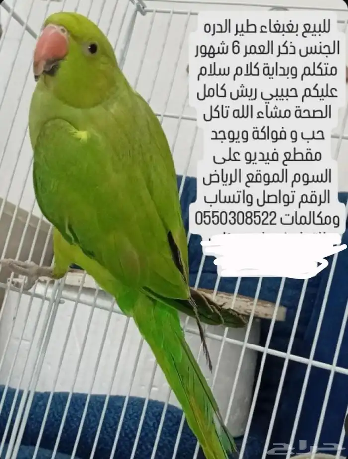 للبيع بغبغاء الدره عمره 6 شهور ويقبل المسح على الراس ومتكلم 0