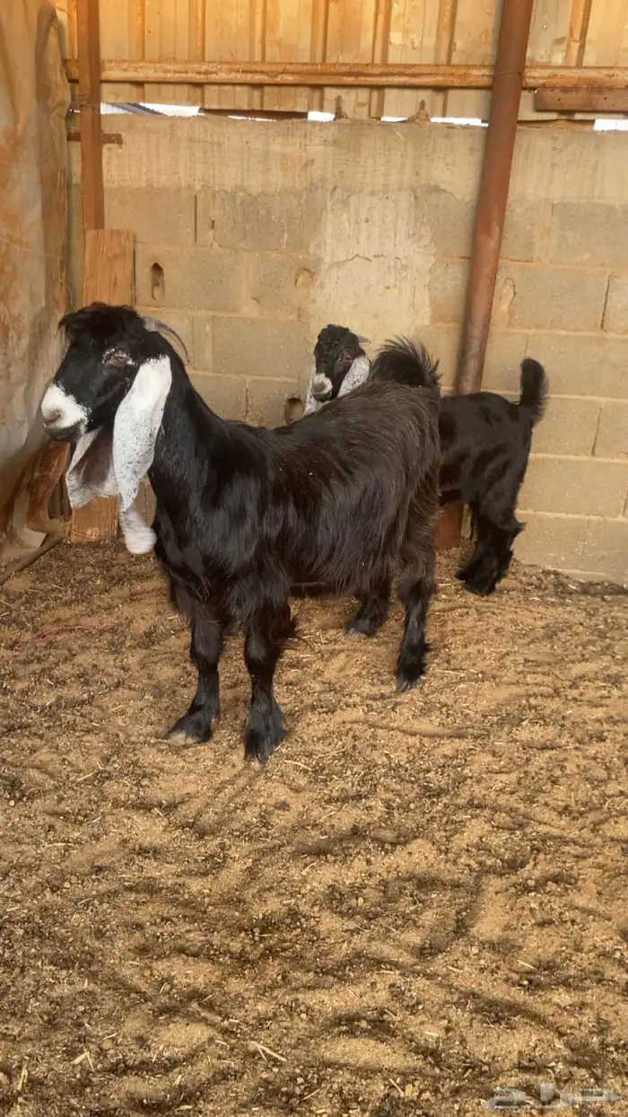 عنز فاخره عارضيه معها تيس ذبيحه 0