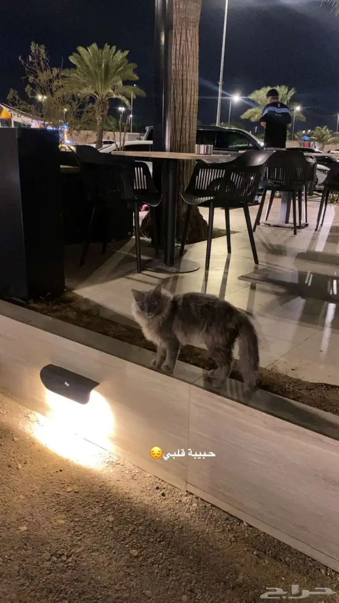 قط ضايع للتبني 0