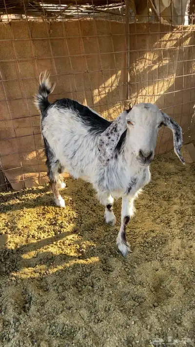 غنم مضاريع index