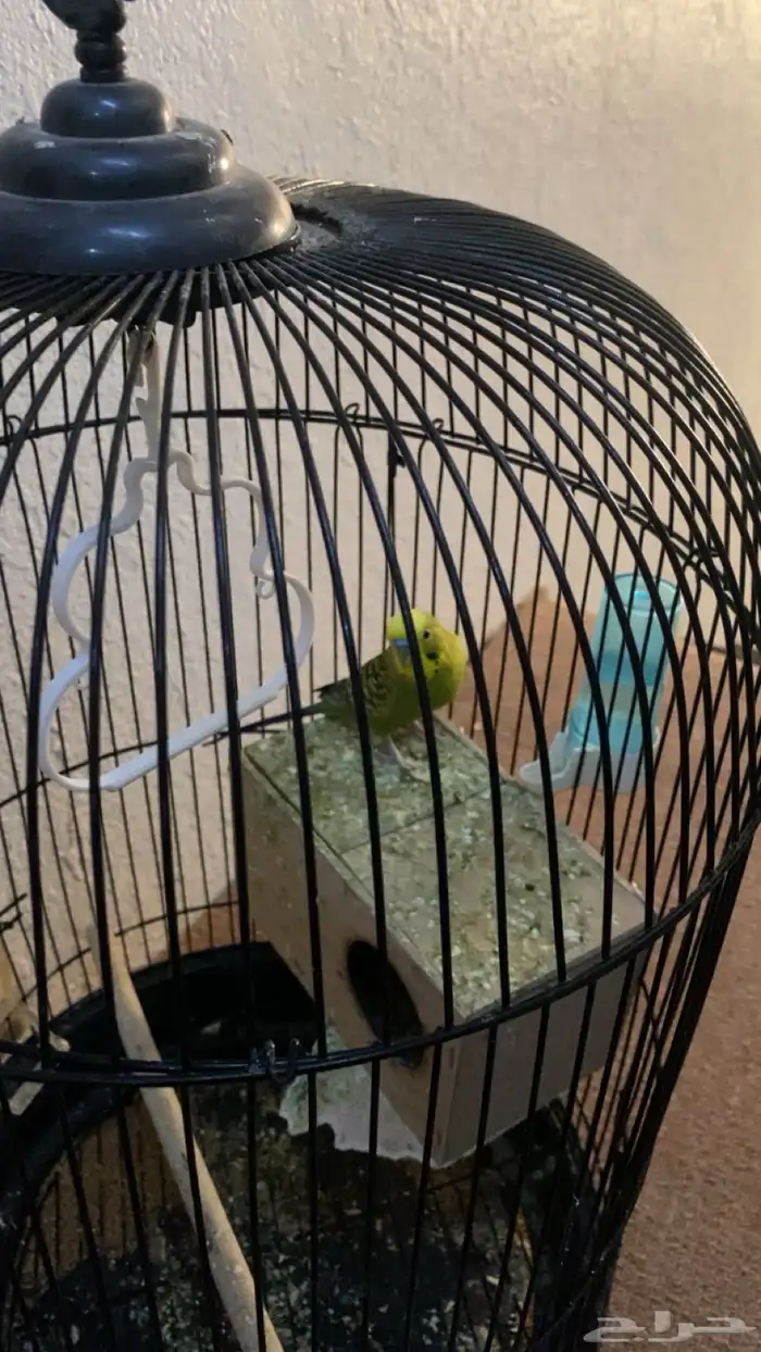 طيور بادجي 3