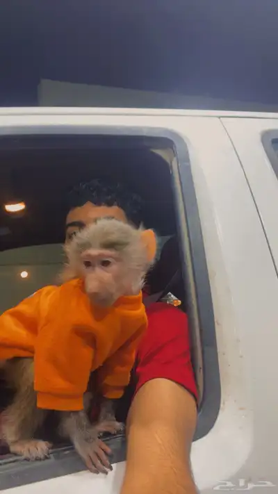 قرد للبيع index