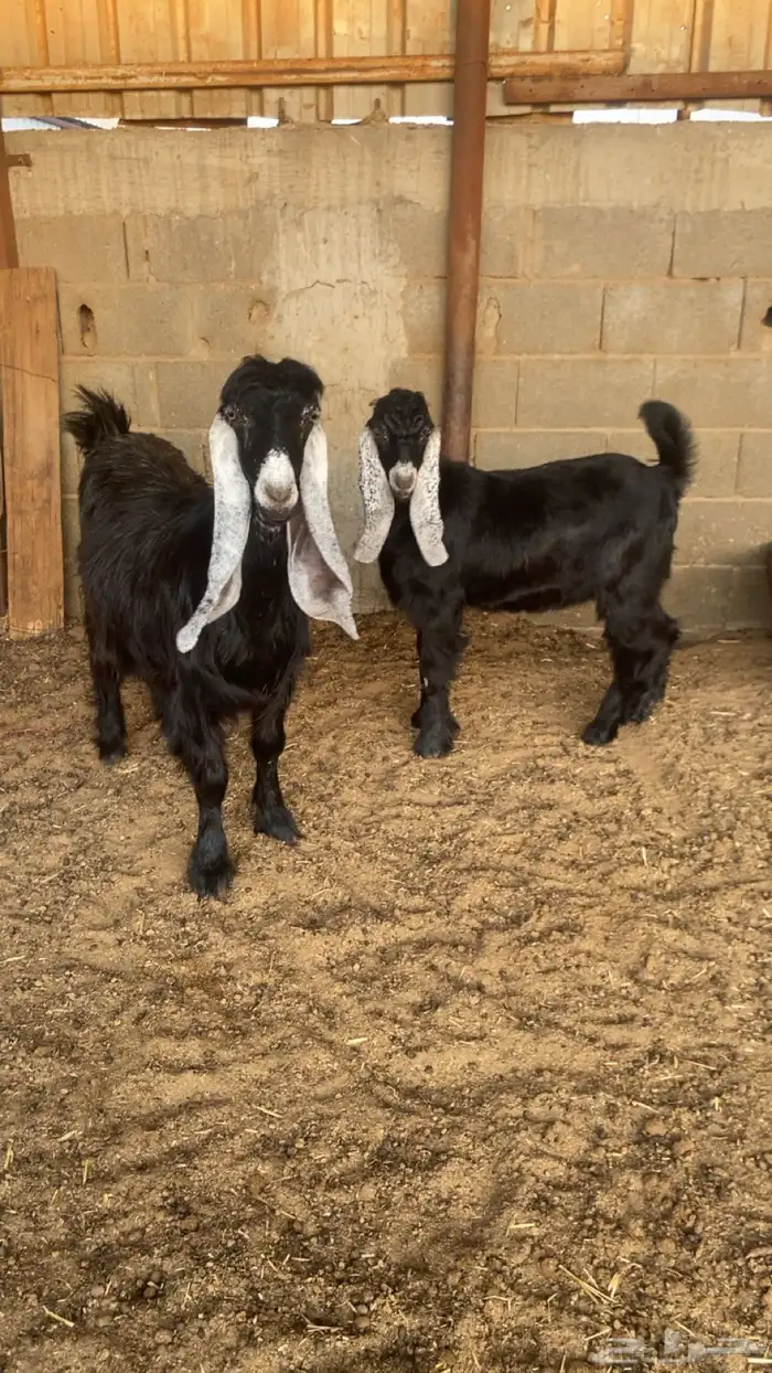 عنز فاخره عارضيه معها تيس ذبيحه 1