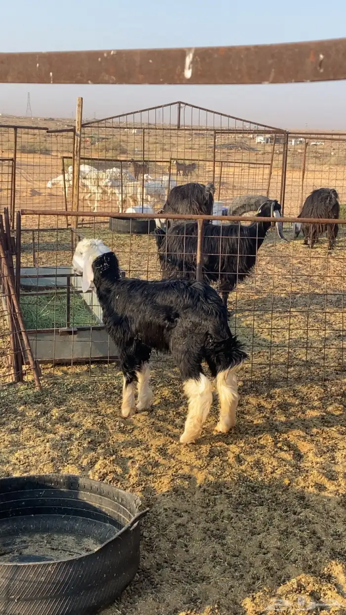 رخل. نجديه. الحال وسط. وصحه طيبه. عمره 4 ش 0