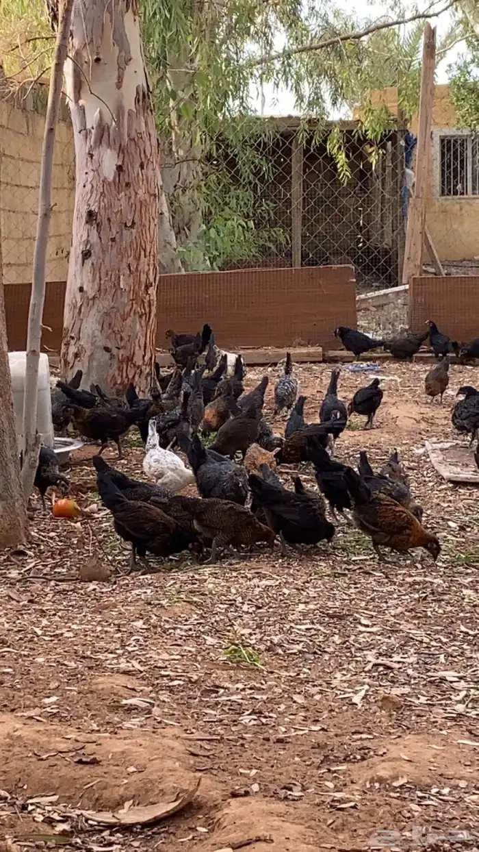 فيومي وبلدي شبابي 2