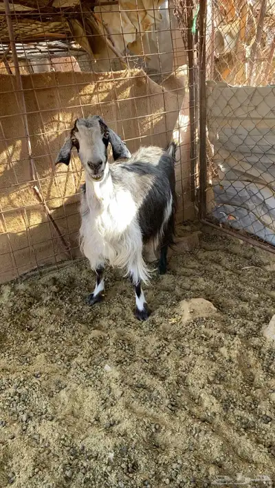 غنم مضاريع index