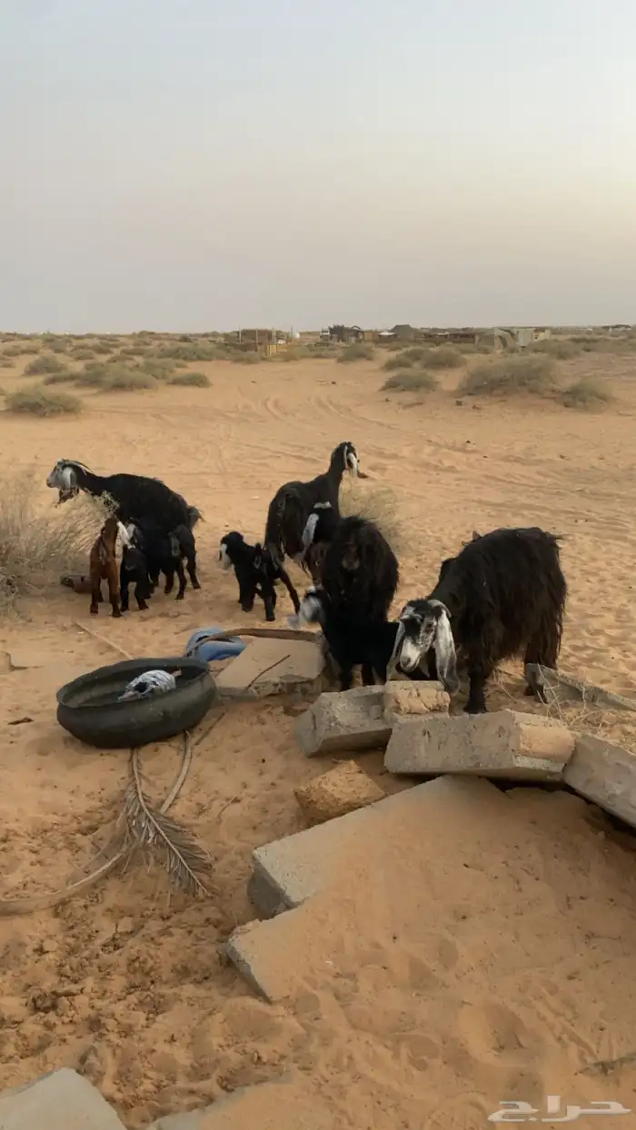 معزا العدد4 معهن 8. روم وسلم. 0