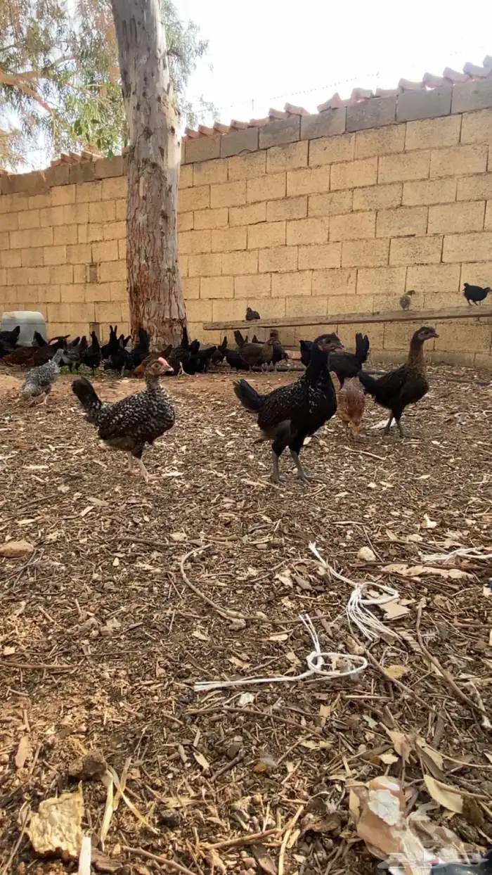 فيومي وبلدي شبابي 1