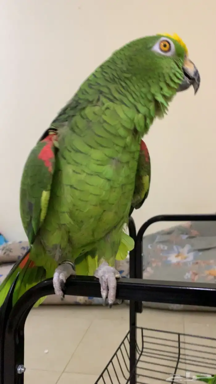 امزوني يلو كراون اليف وجريئ تم البيع 1