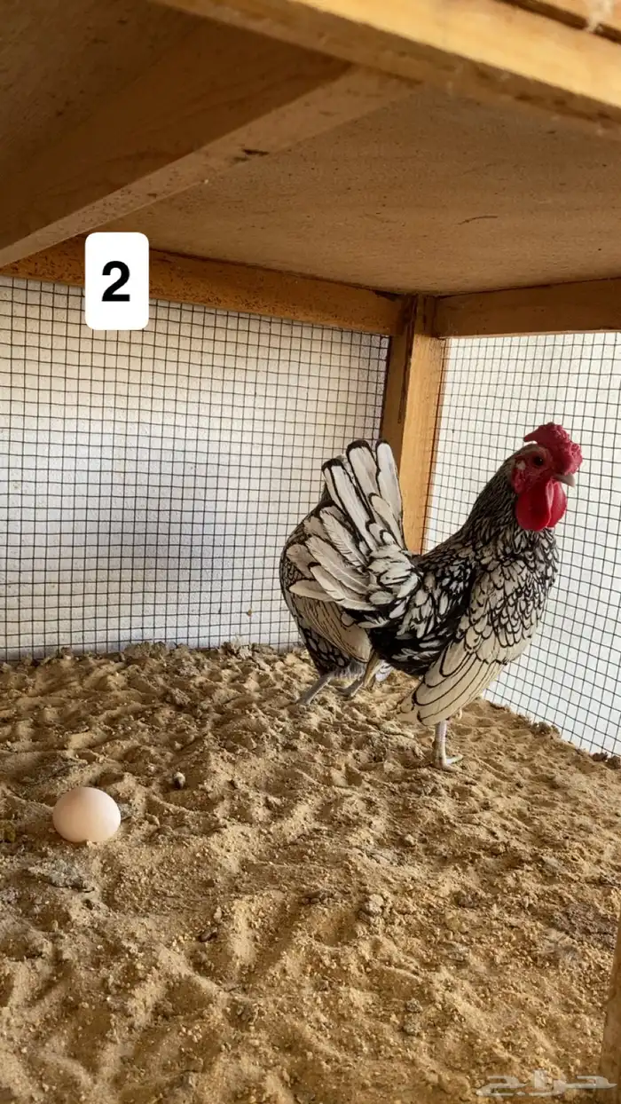 ديك ودجاجة سبرايت شبابي 2