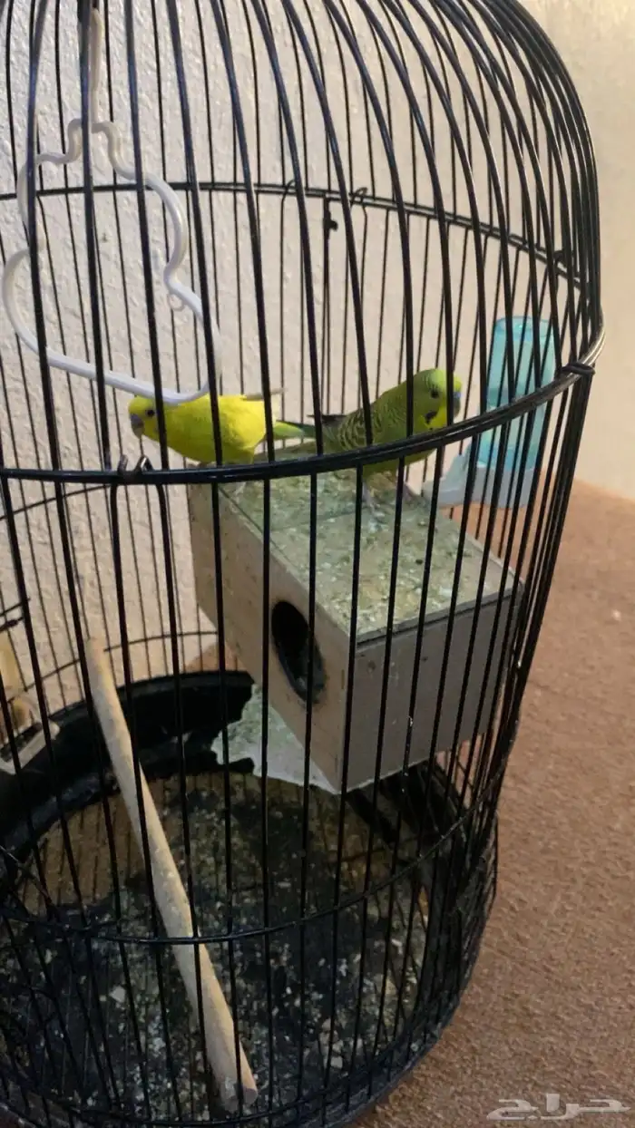 طيور بادجي 0