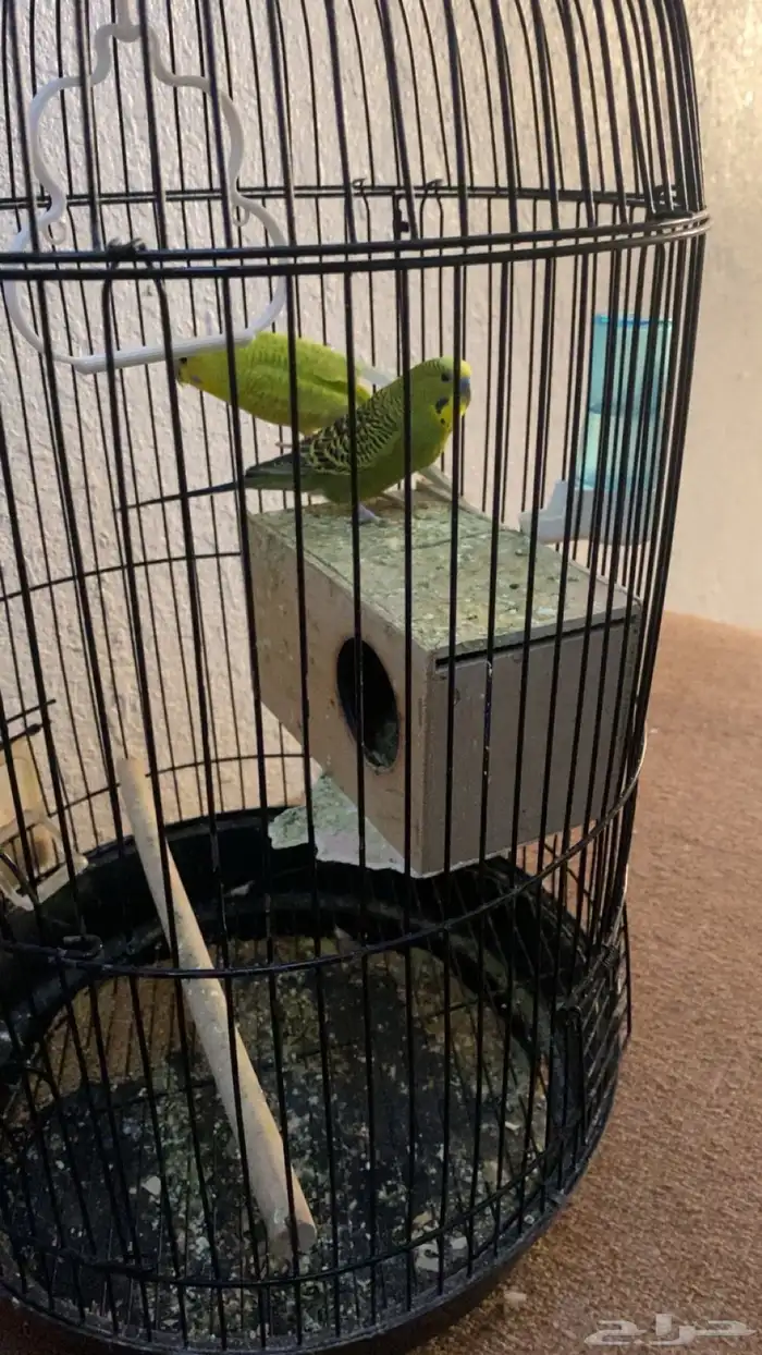 طيور بادجي 2