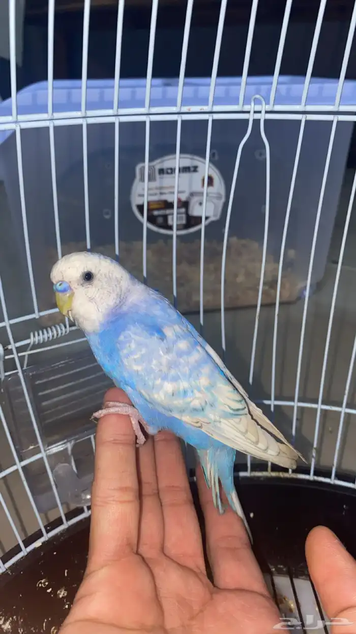 للبيع طير بادجي لون مميز 1