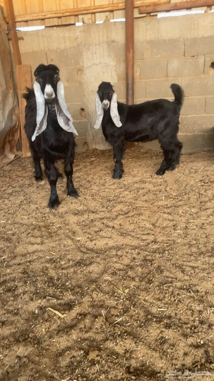 عنز فاخره عارضيه معها تيس ذبيحه 2