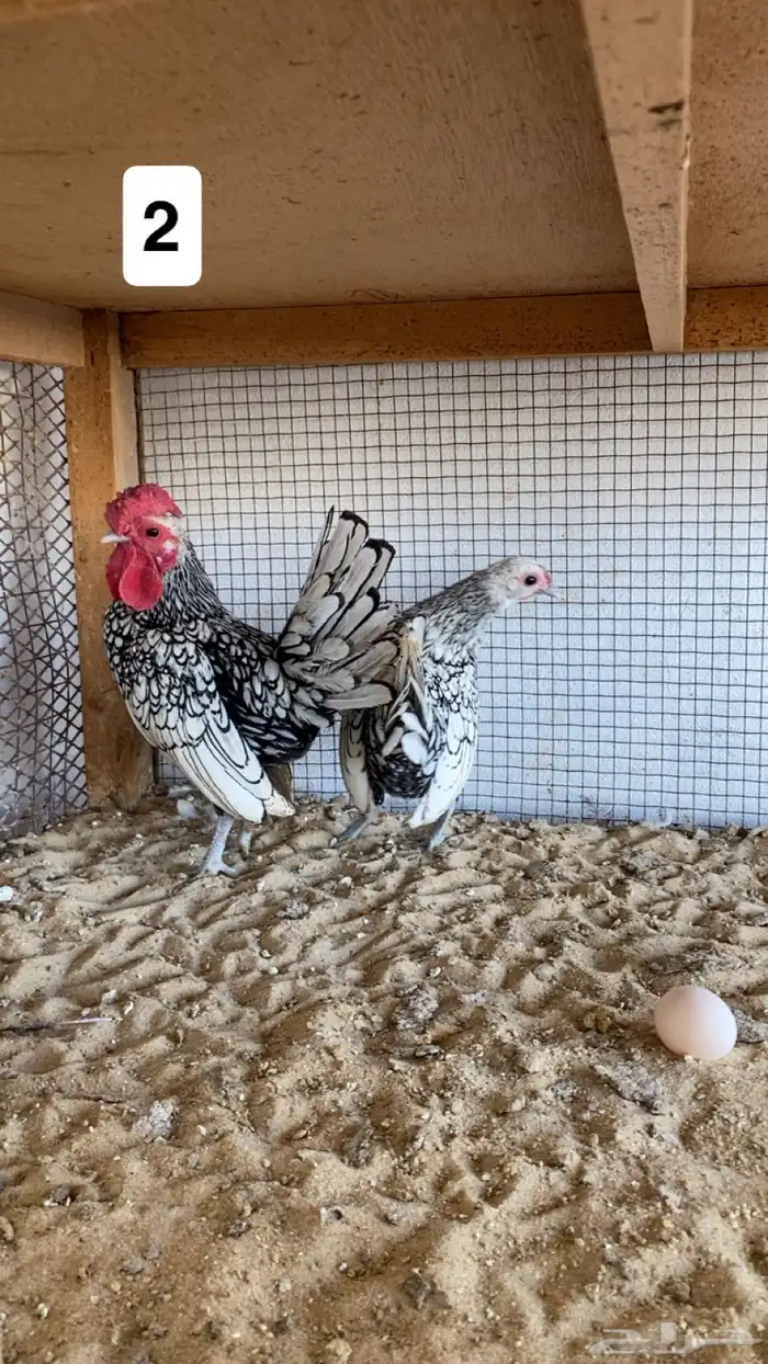 ديك ودجاجة سبرايت شبابي 0