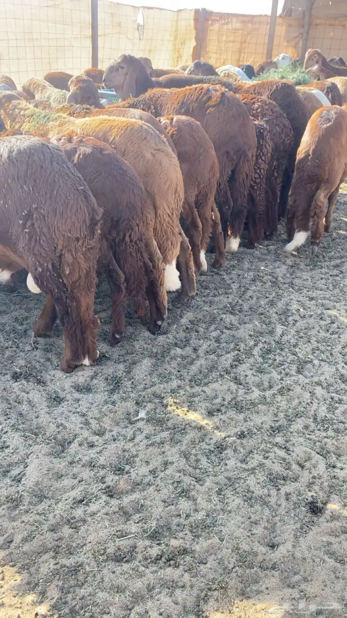 سواكن مرابي سمان 0