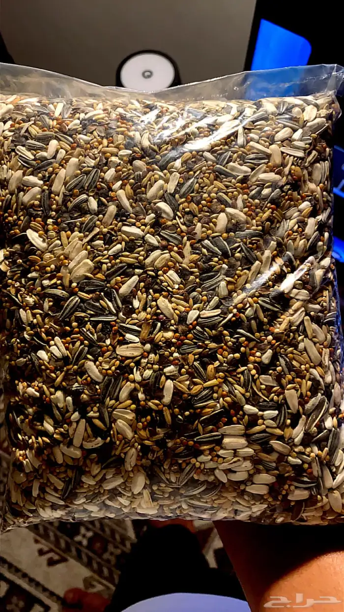 أكل طيور شركة وايت مولين الهولنديه تاريخ جديد للببغاوات 1