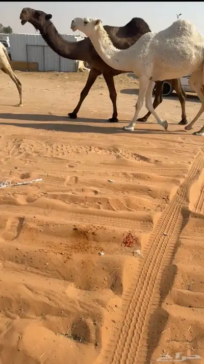 ناقه حايل مابعد ولدت index