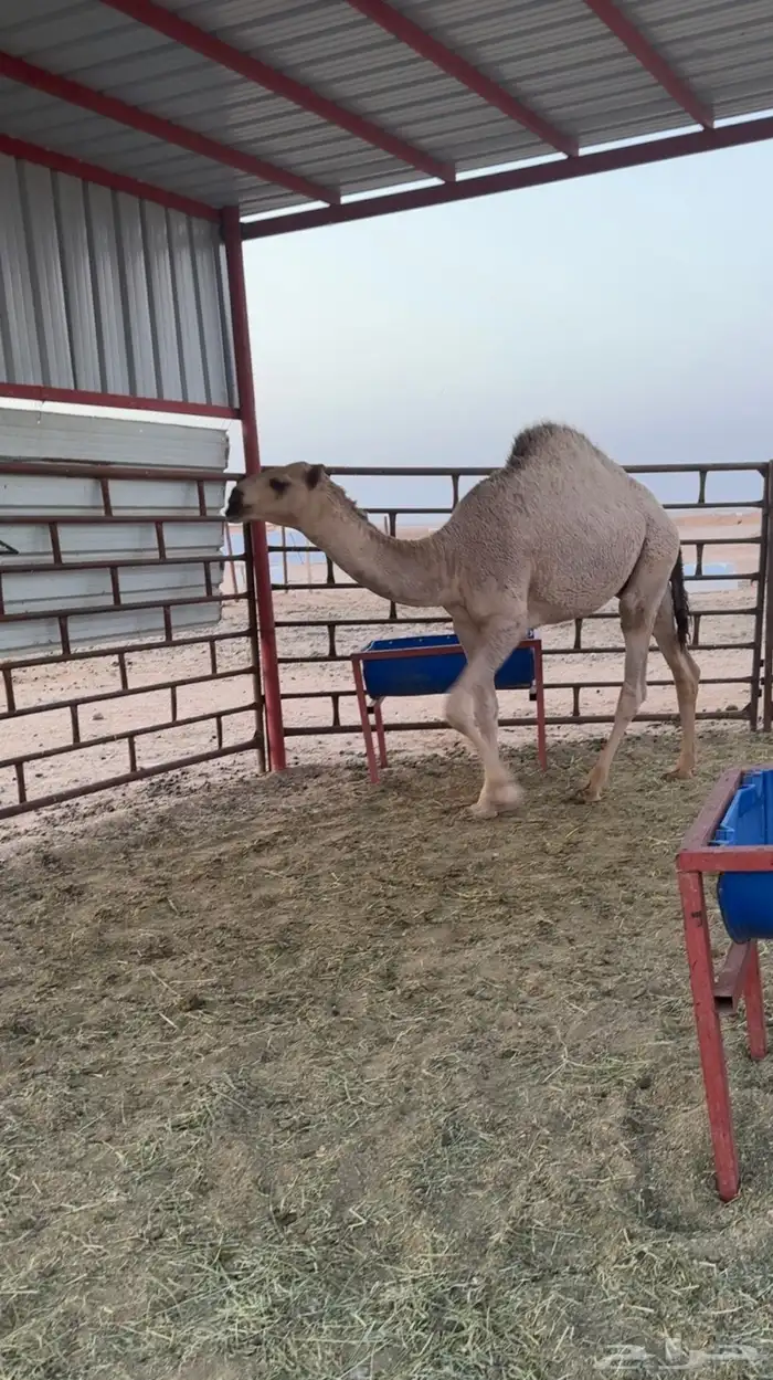 للبيع قعدان 1