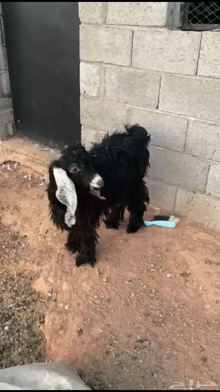 تيس العمر تقريبا 10شهور 0