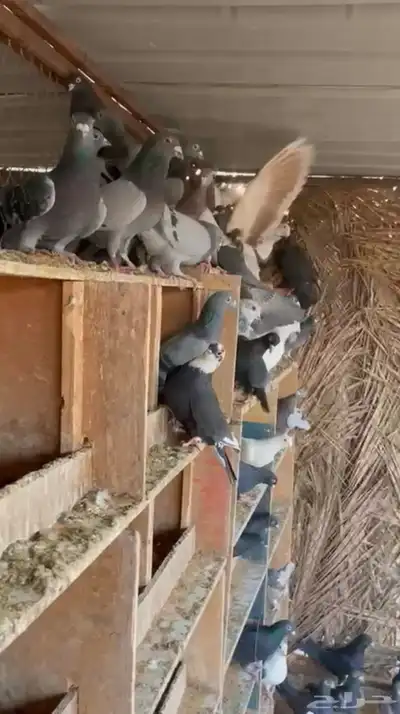 للبيع حمام زاجل ازرق index