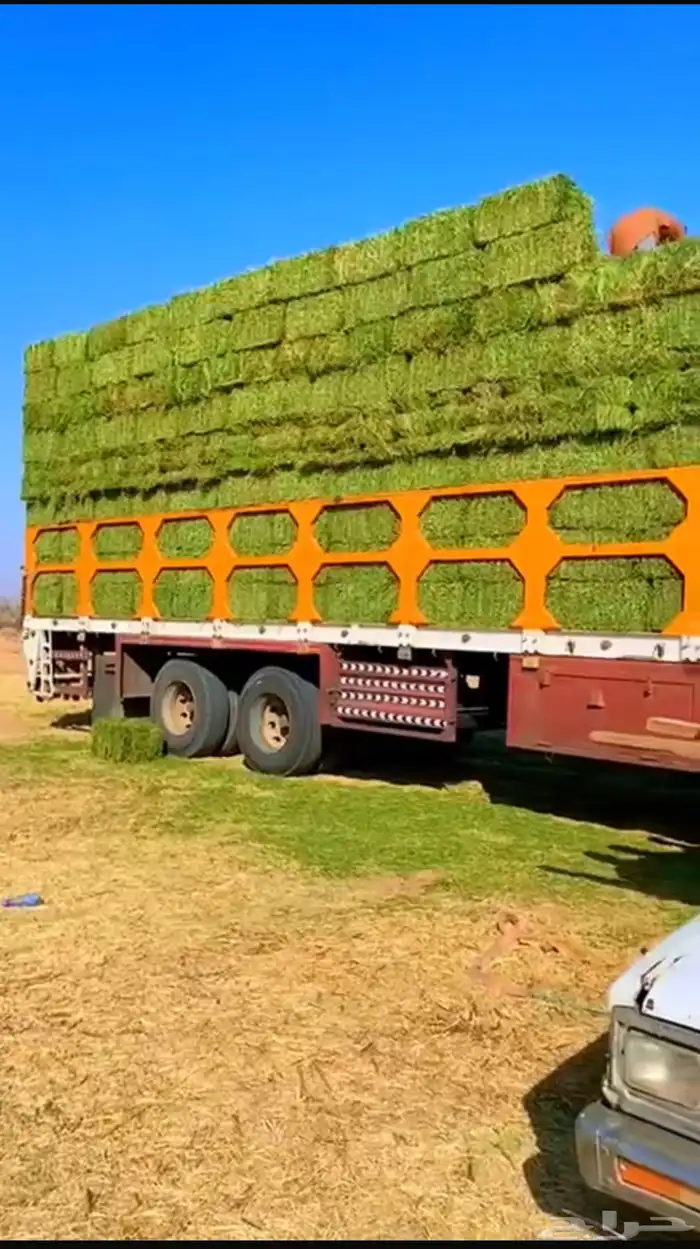 برسيم صافي ورق 0