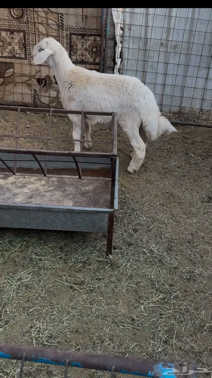 طلي حري للبيع مقفل شحم 0