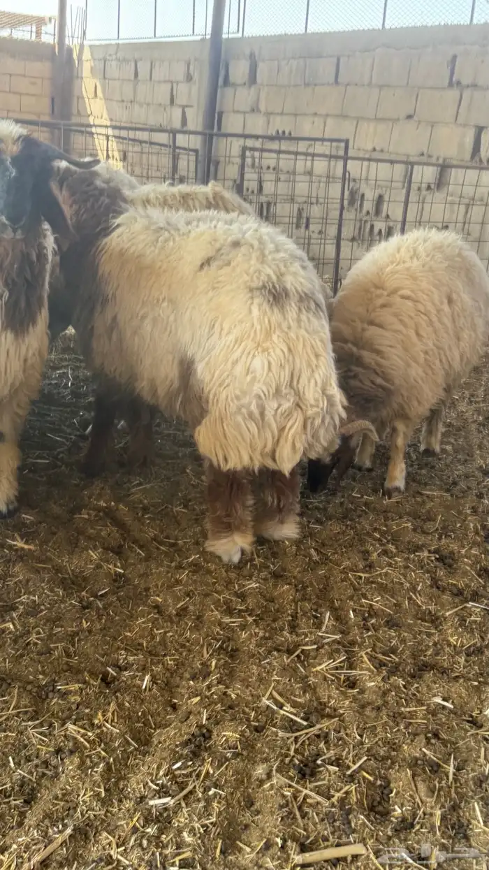 خرفان نعيم بلدي ذمه وأمانه 5