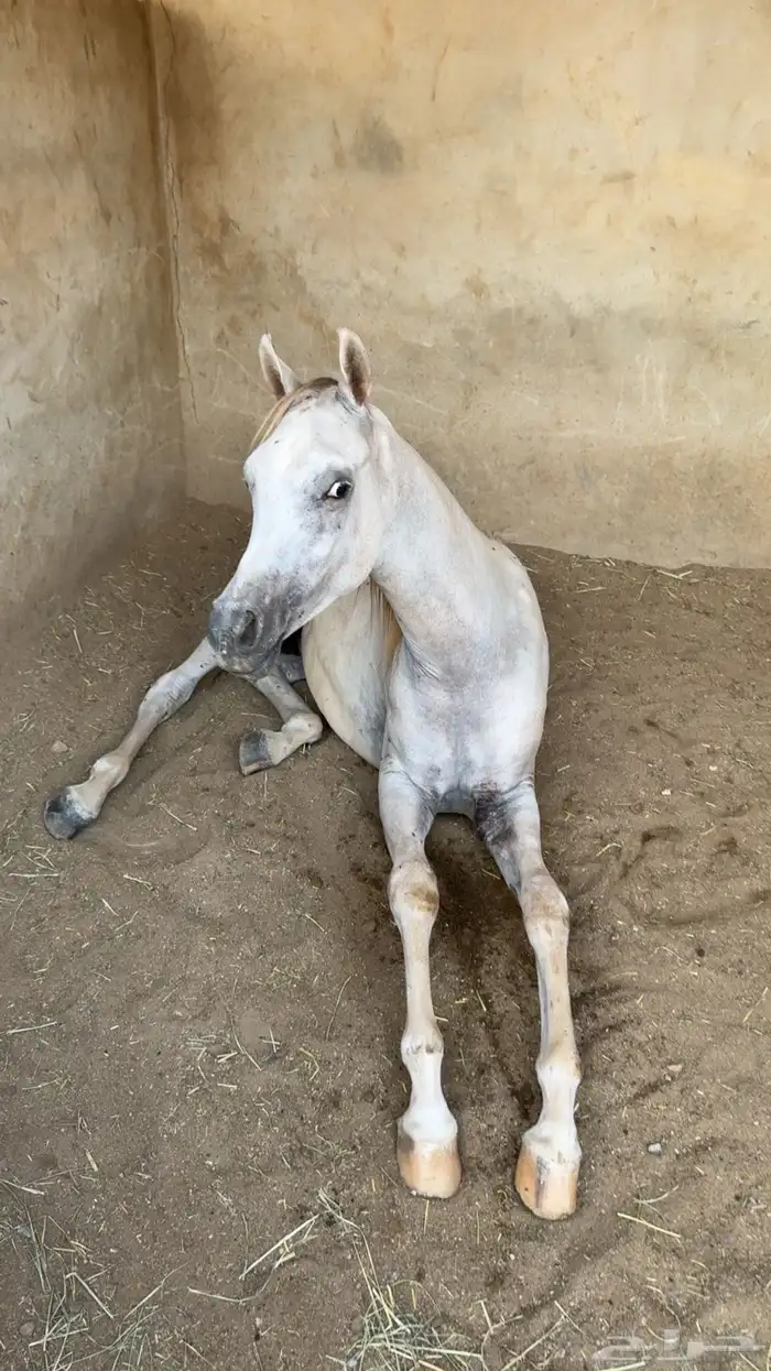 مهر ولد الاكساندر 0