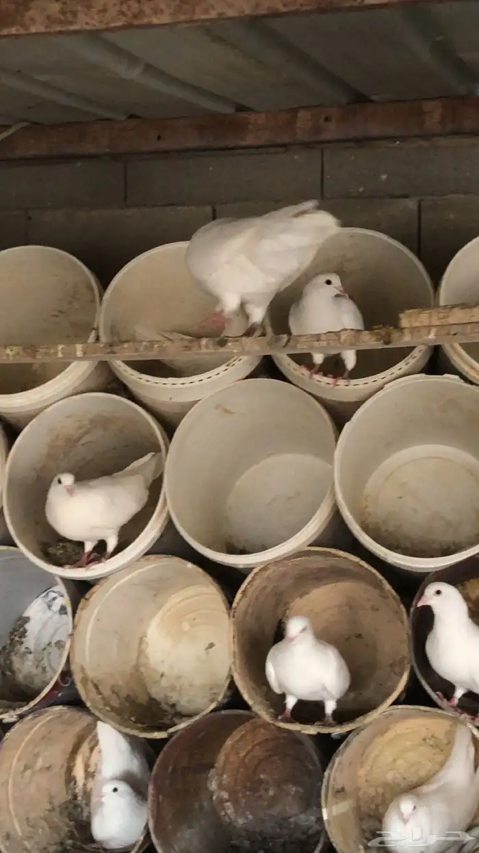 حمام فرنسي سوبر جامبو 0