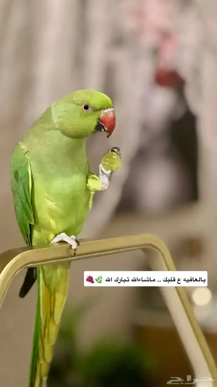 بغبغاء درة هندي تم البيع خارج الموقع 2