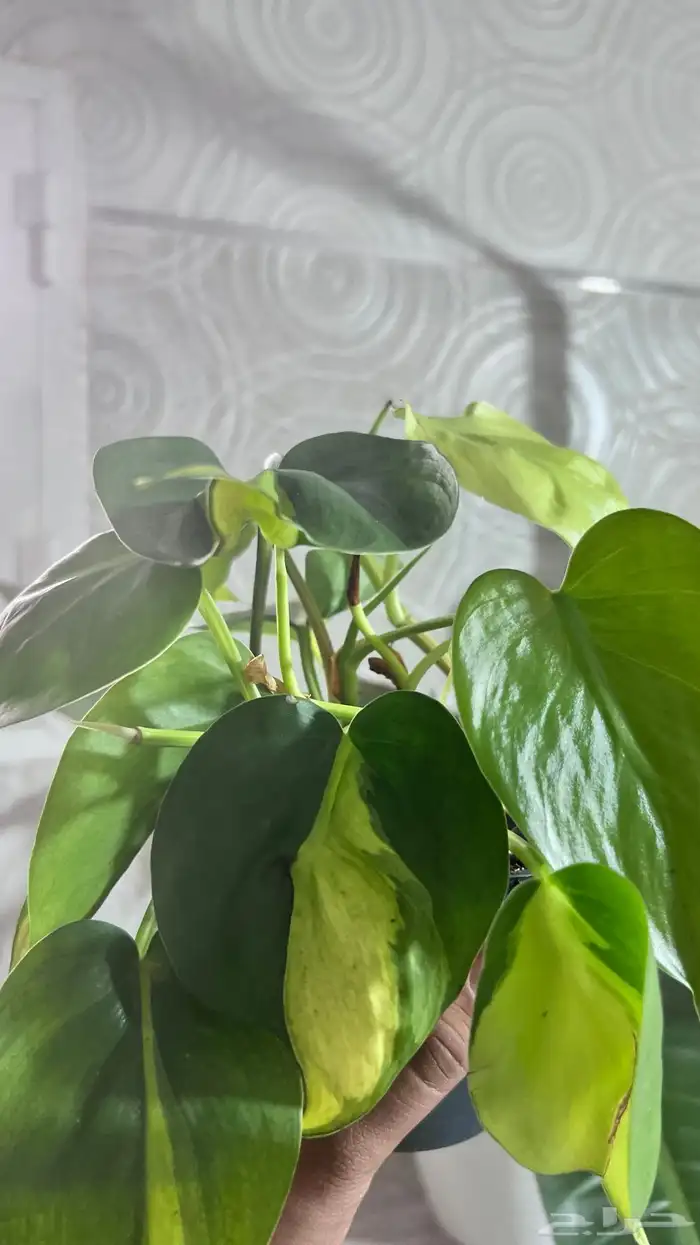 نبتات داخلية 4