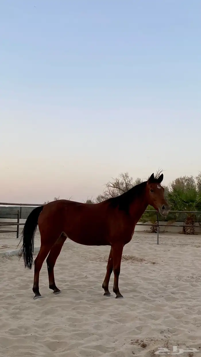 فرس شعبية للبيع 0